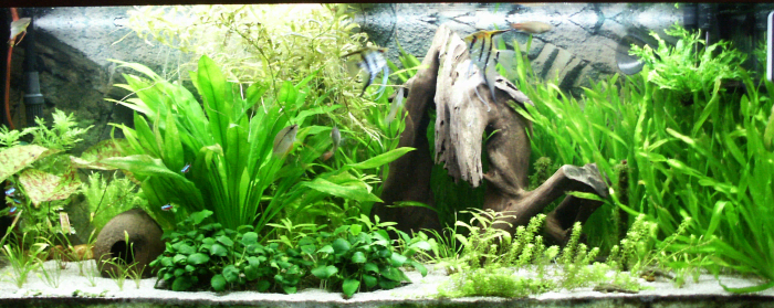 Perfect tank environment for keeping angelfish but not for breeding them.