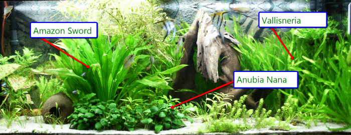 Ideal aquarium plants for angelfish (text boxes added by me).