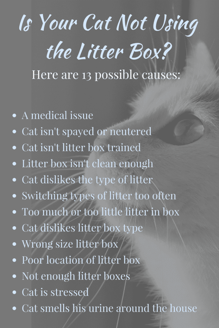 13 Reasons Why a Cat Is Not Using the Litter Box (With Solutions