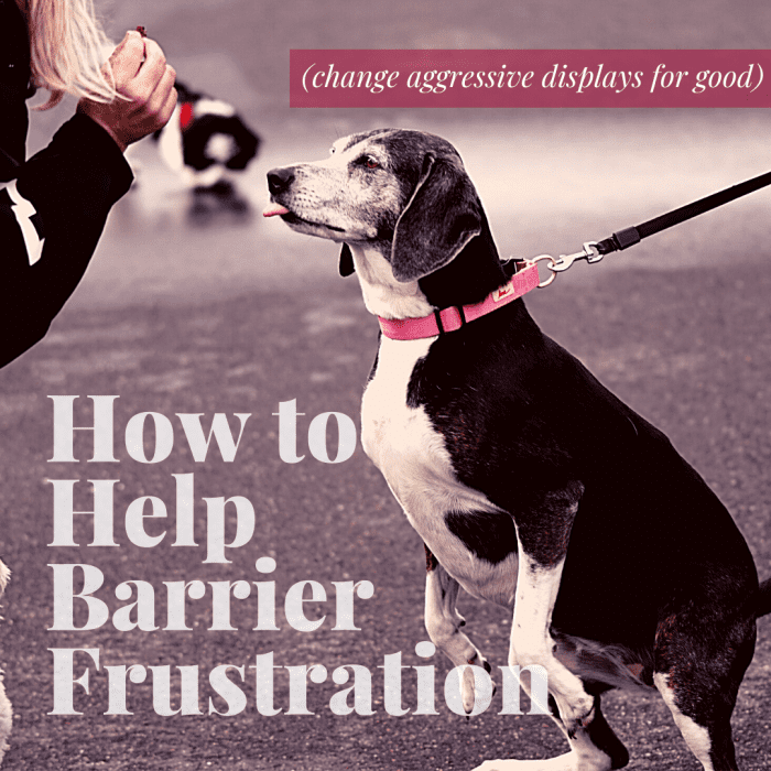 Understanding Barrier Frustration in Dogs PetHelpful