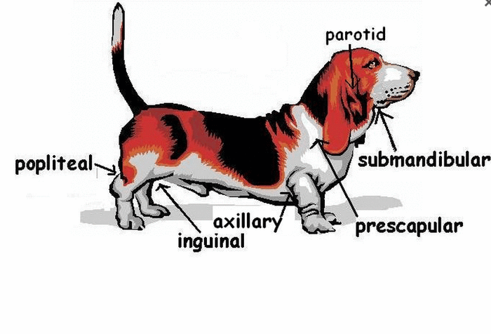 Symptoms of Swollen Inguinal Lymph Nodes in Dogs - PetHelpful