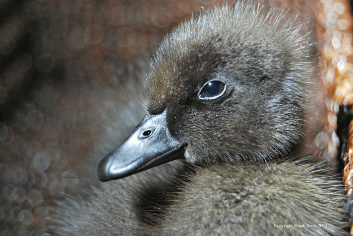 Augie March, a three-day-old imprinted duckling who grew up to be the leader of my flock.