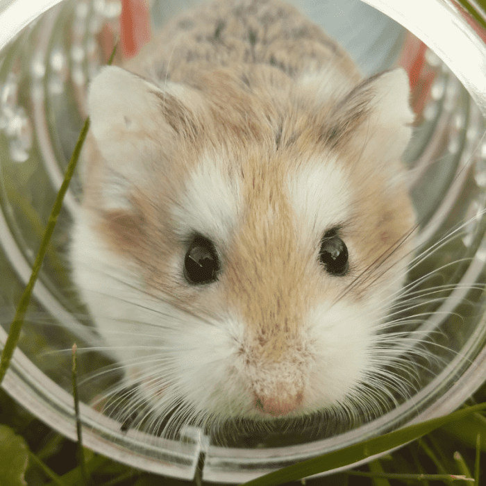 Provide Adequate Enrichment