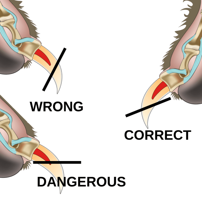 How to Trim a Dog Nail