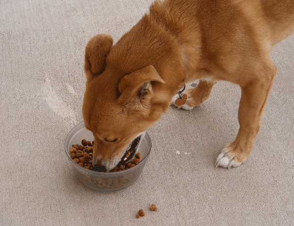 A dog over for boarding and training eagerly eating after exercising in fresh air.
