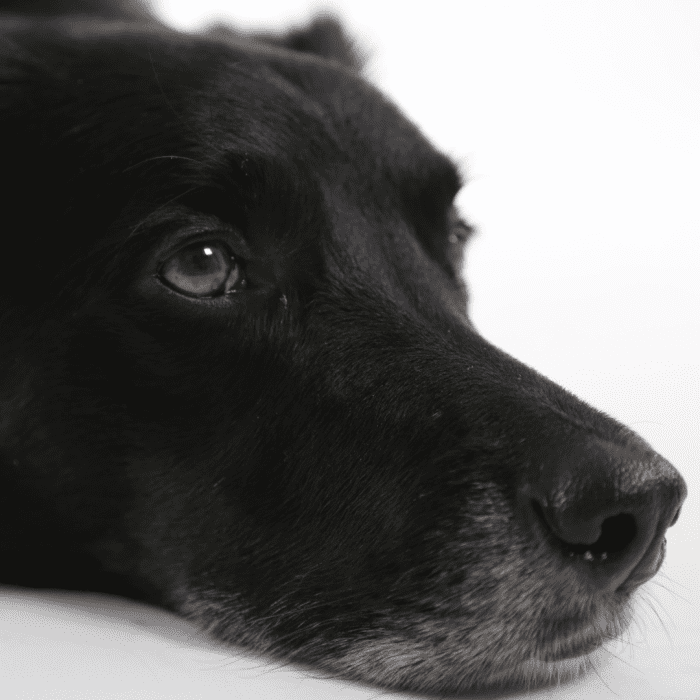 Tips for Pet Owners My Greyhound Has Epilepsy PetHelpful