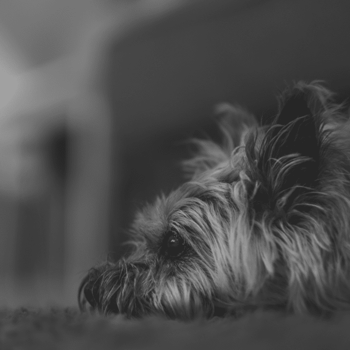 Tips for Pet Owners My Greyhound Has Epilepsy PetHelpful