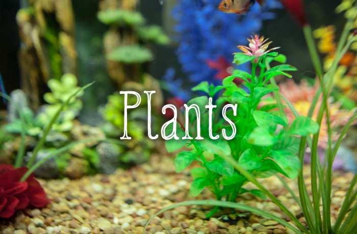 Live or fake plants? Fake plants can lend your tank a splash of colors. If you are using live plants, make sure that they are a species that can be fully submerged in water.