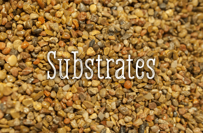 Work from the bottom up. The first step in decorating your fish tank is choosing which substrate to use to cover the bottom.