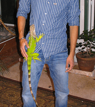 Climbing iguanas can be fun to watch, but be careful of those sharp claws!