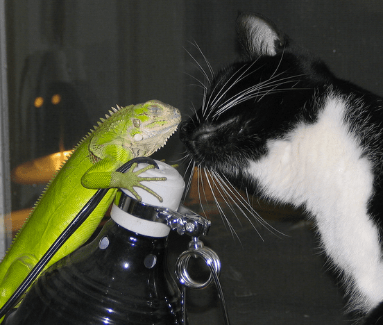 Iguanas--easy to love, but difficult to care for