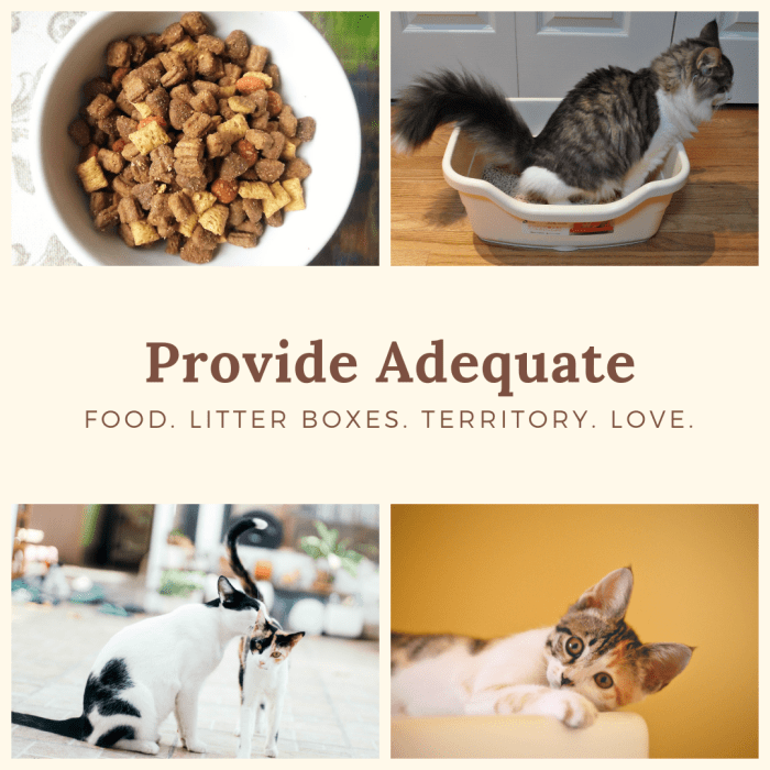 To prevent conflicts in multi-cat households, provide enough of the essentials.