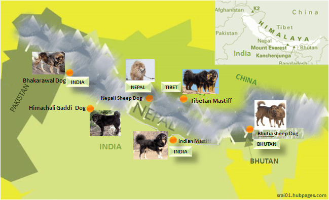 Map of breed origins. These are some of the most popular Himalayan dogs from India, Nepal, Bhutan and Tibet.