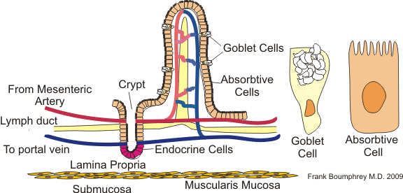 A diagram of a tiny section of the small intestine. Notice the many tiny projections on the surface of the absorptive cell; damage to these is a common reason for diarrhea in dogs.