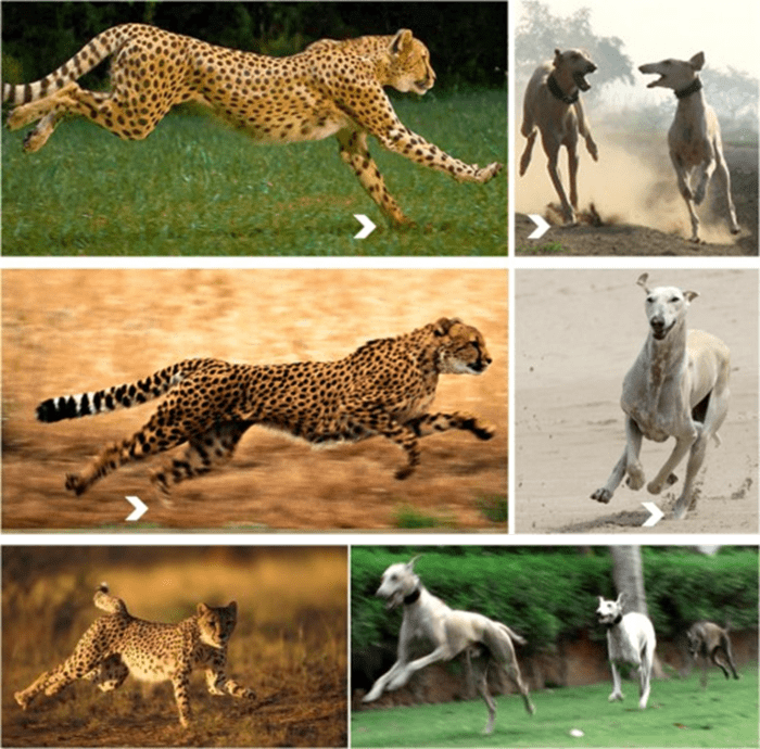 Cheetah and Caravan Hound running pattern