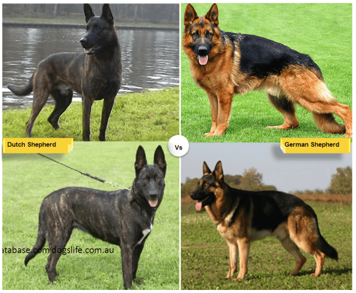 11 Dog Breeds Like the German Shepherd - PetHelpful