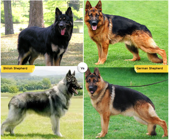 11 Dog Breeds Like the German Shepherd - PetHelpful