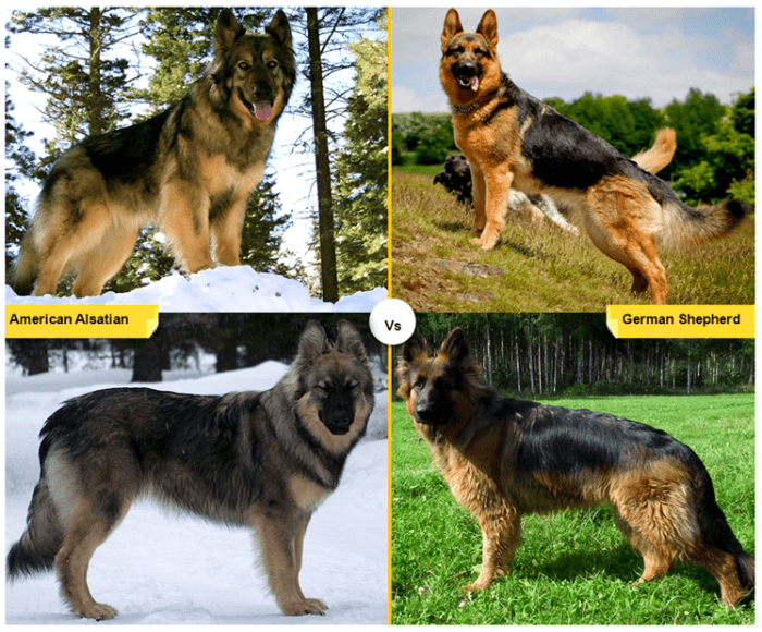 11 Dog Breeds Similar to the German Shepherd - PetHelpful