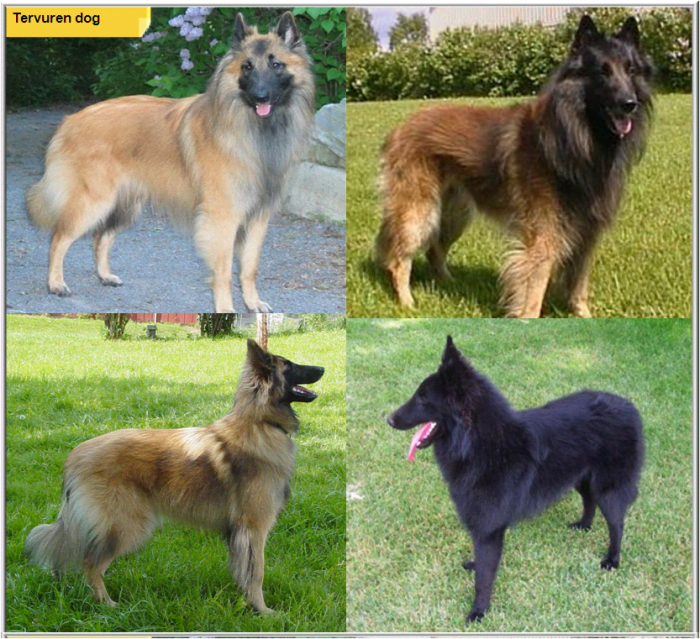 Belgian Tervuren vs. German Shepherd