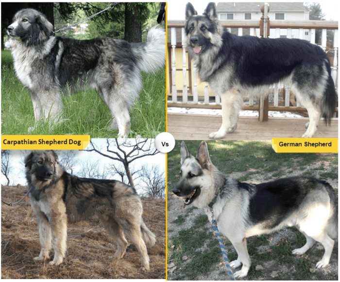 Carpathian or Romanian Shepherd vs. German Shepherd
