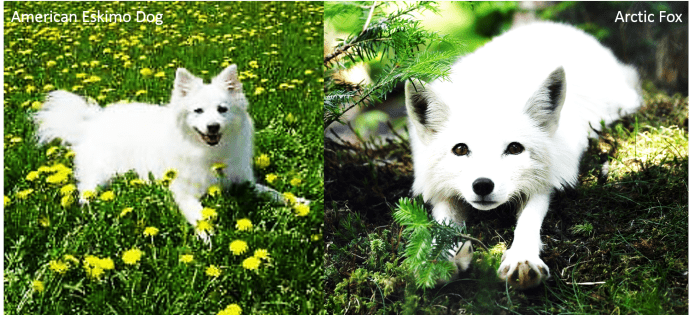 American Eskimo Dog vs. Arctic Fox: An American Eskimo Dog on the left and an Arctic Fox on the right.
