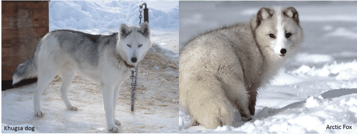 Khugsa Dog vs. Arctic Fox: Khugsa Dog on the left and an Arctic Fox on the right.