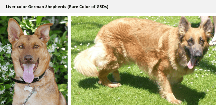 A darker or redder liver/brown shade may be considered "faulty."
