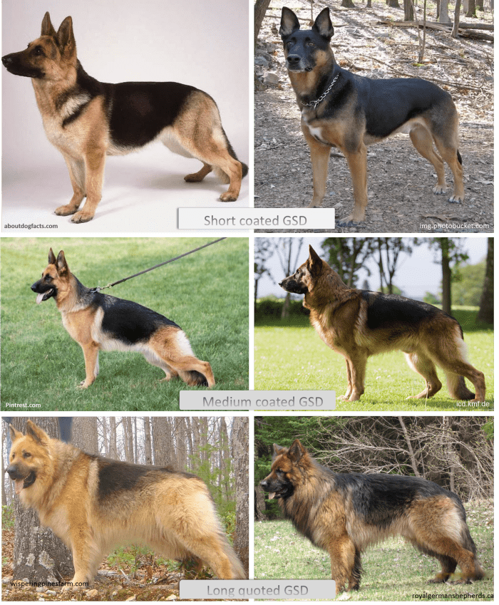 German Shepherd Coat and Color Varieties - PetHelpful