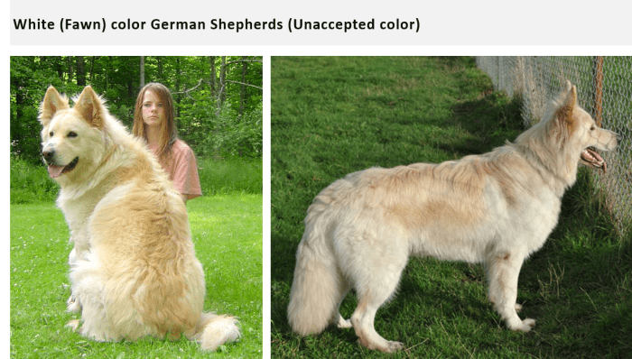 A yellowish white coat is also known as a fawn-colored coat.