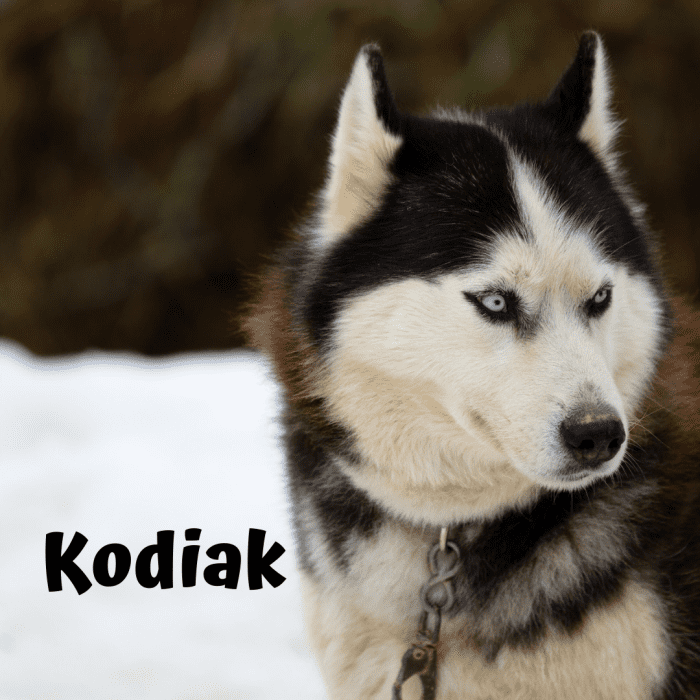 301-unique-names-for-dogs-with-blue-eyes-pethelpful