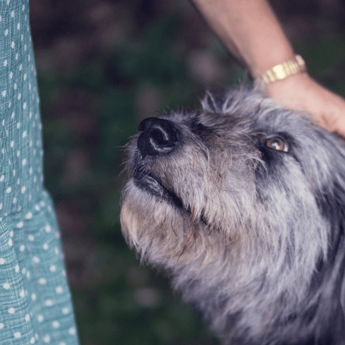 Dogs who are fearful will often revert to their barking/lunging/growling because it is highly reinforcing.