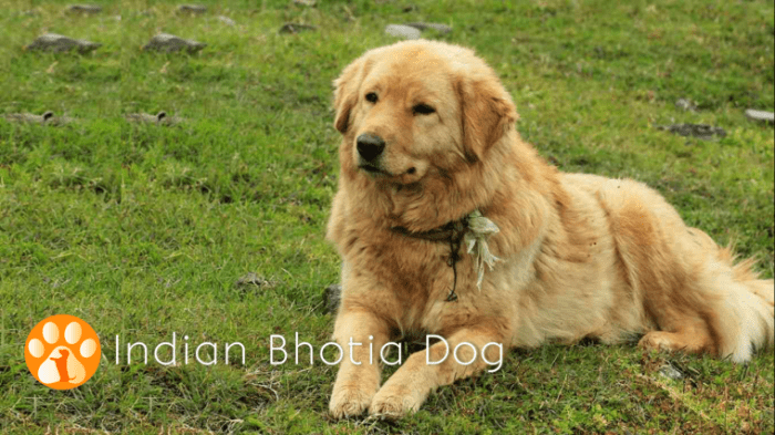 top-20-indian-dog-breeds-purchasing-price-and-care-pethelpful