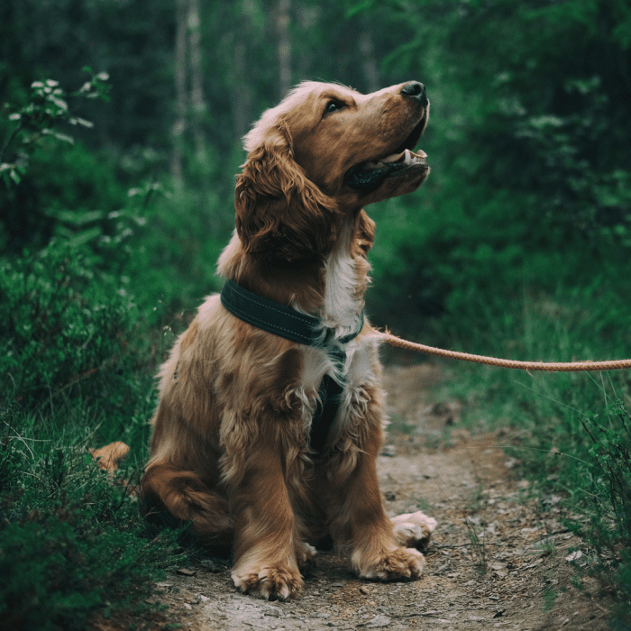 Why You Should Use Neem Oil for Your Dogs PetHelpful