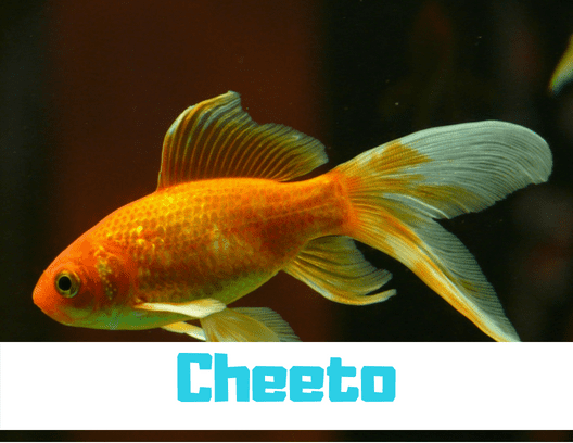 Pick a name that's related to your fish's coloration, like "Cheeto" for an orange fish.