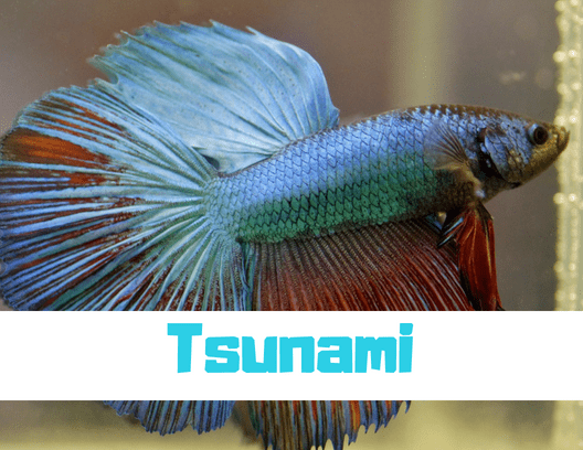 Some names work best for specific types of fish, like Tsunami for a Betta. Or Betta White, of course.