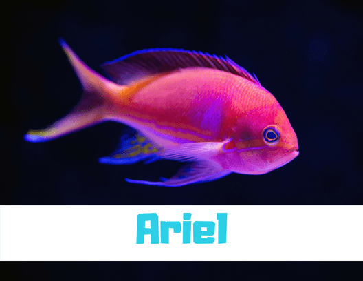 Ocean-related movies and films offer lots of great name ideas. Under the sea!