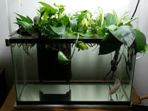 The Pothos Plant is an excellent plant to help maintain water quality. It is a common choice for aquariums free of substrate.