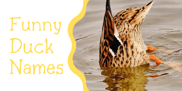 250+ Duck Names For Your Feathered Friend (from Aflac To Xerxes 