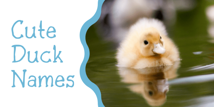 250+ Duck Names for Your Feathered Friend (From Aflac to Xerxes ...