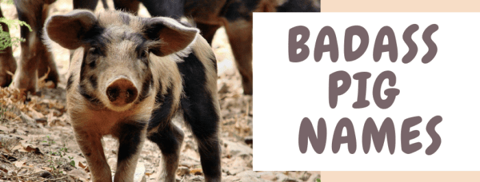 Pig name. Pig name