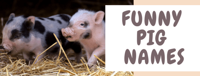 250+ Pet Pig Names for Your Little Piglet (From Albert to Wally