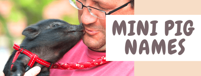 Pig name