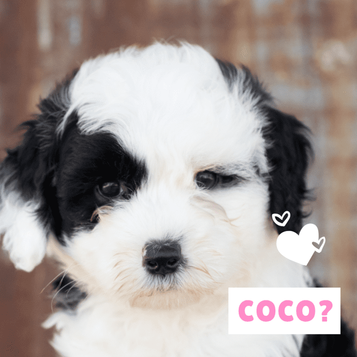 Ваш новый щенок Коко?