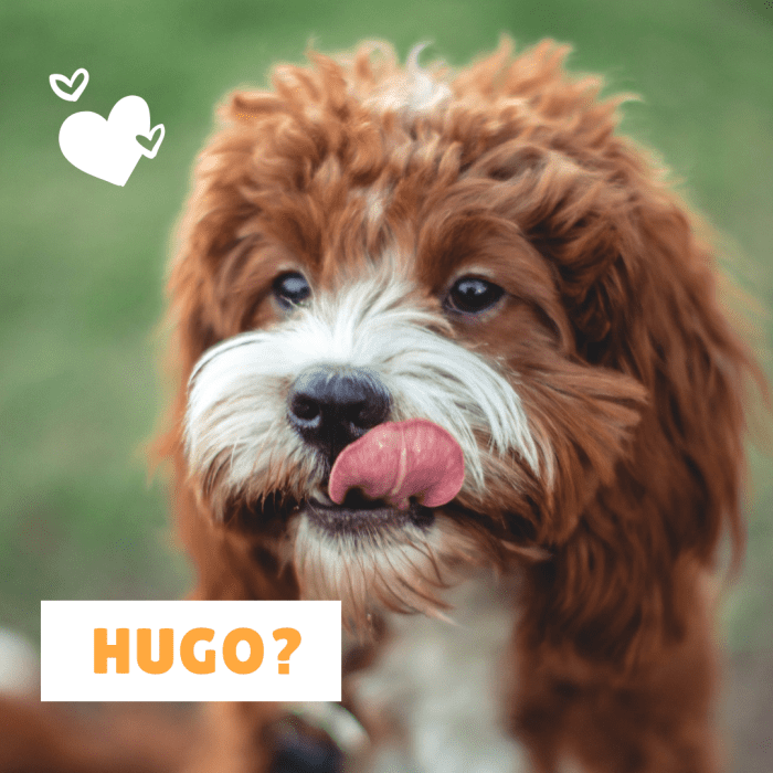 Может ли вашим новым собачьим компаньоном быть Хьюго?