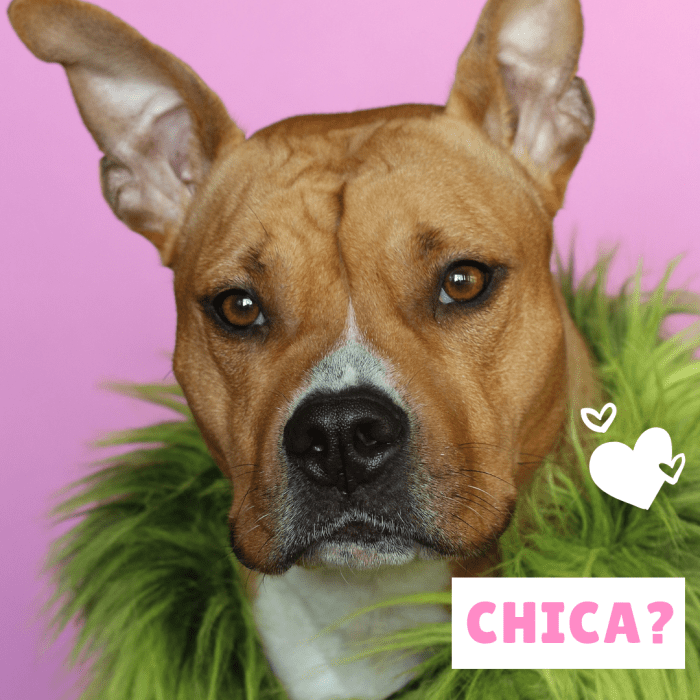 100-popular-spanish-dog-names-and-meanings-pethelpful