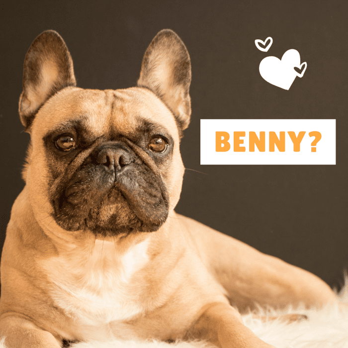 Твой новый лучший друг Бенни?