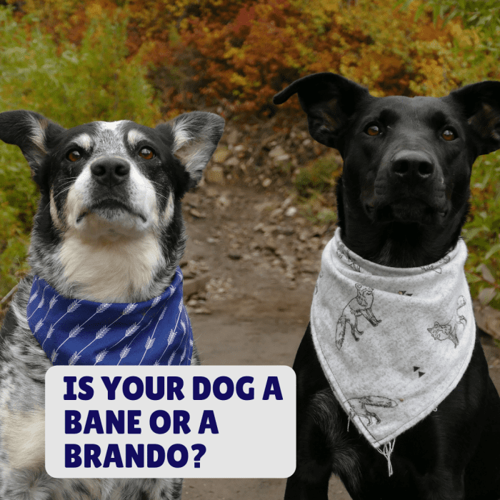 100+ Scary, Tough, and Strong Guard Dog Names PetHelpful