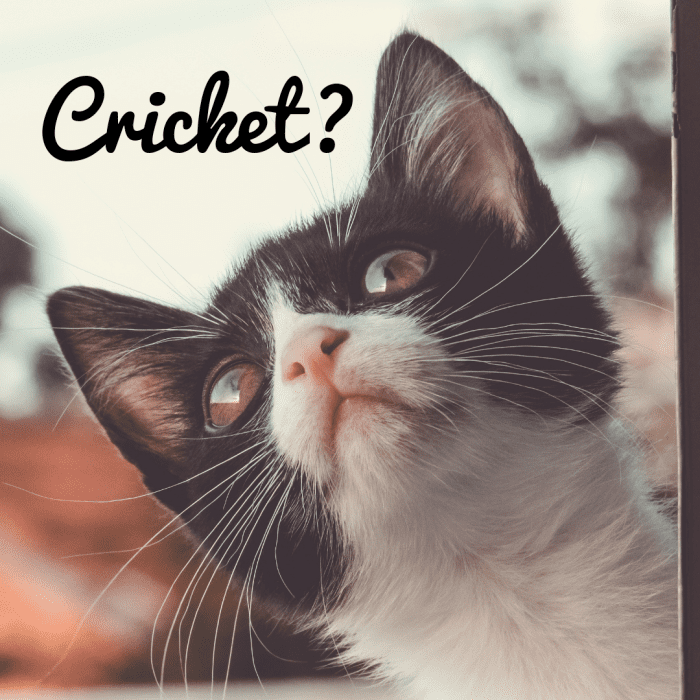 120+ Best Tuxedo Cat Names for Male and Female Cats PetHelpful