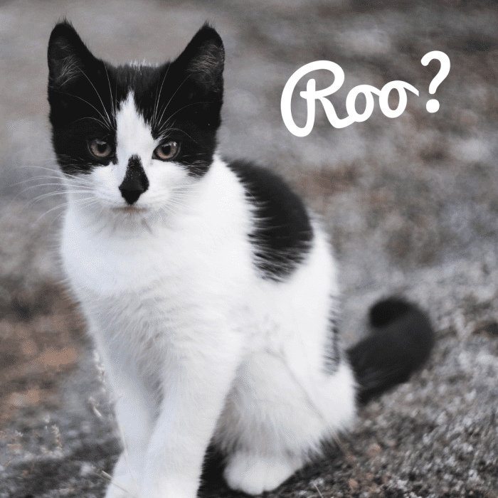 120+ Best Tuxedo Cat Names for Male and Female Cats PetHelpful