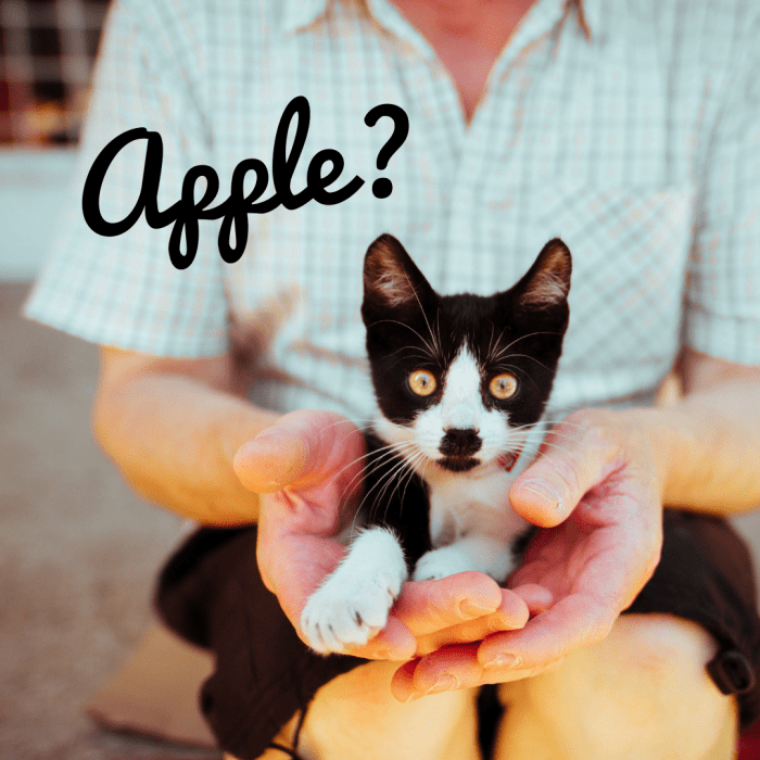 120+ Best Tuxedo Cat Names for Male and Female Cats PetHelpful